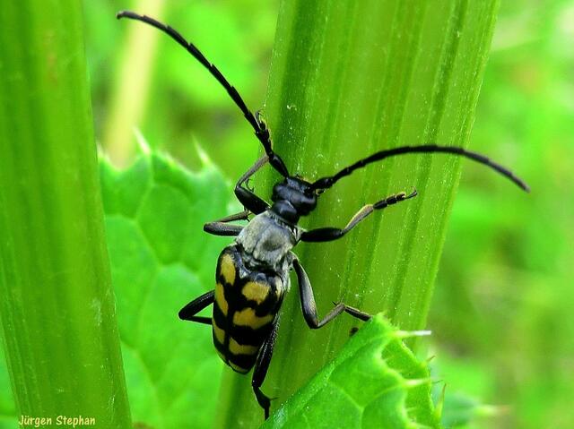 Gefleckter Schmalbock.