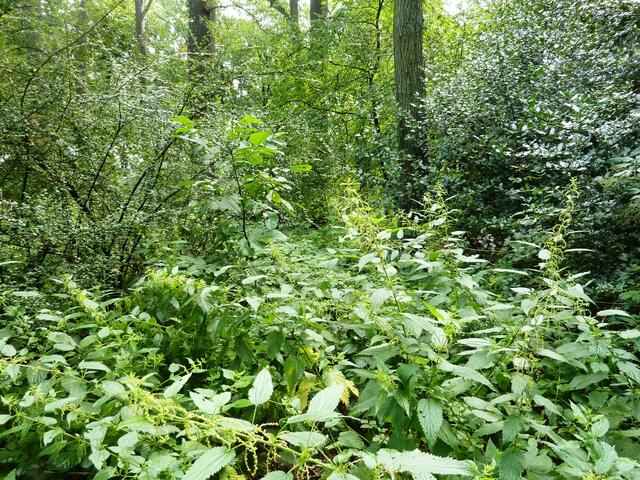 Brennnesseln und Unterholz haben alles im Griff.