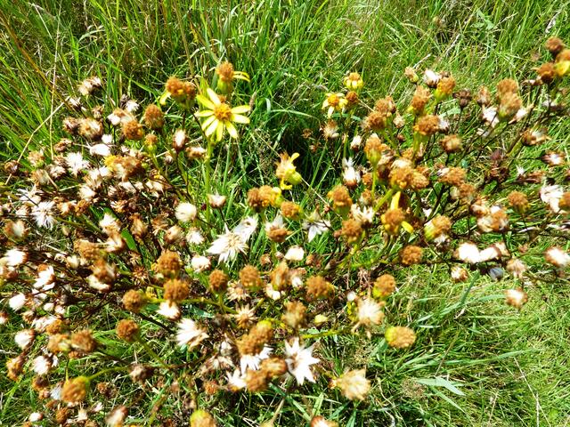 Jakobskreuzkraut mit Blüten- und Samenständen