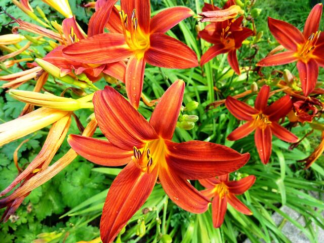 Prächtige Lilien
