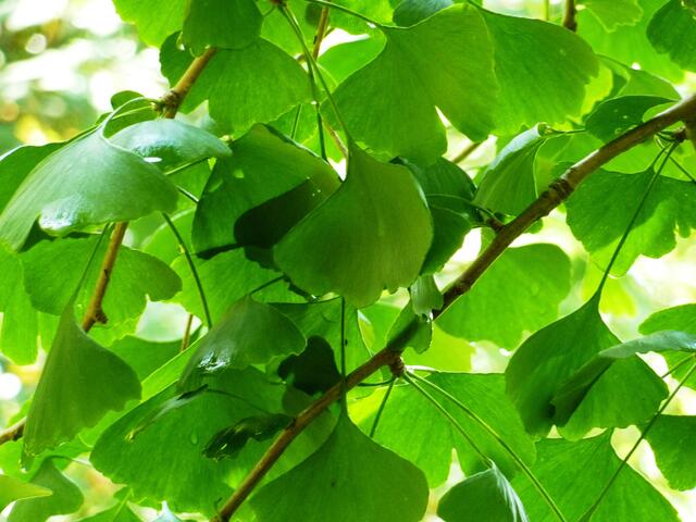 Blick in einen Gingkobaum