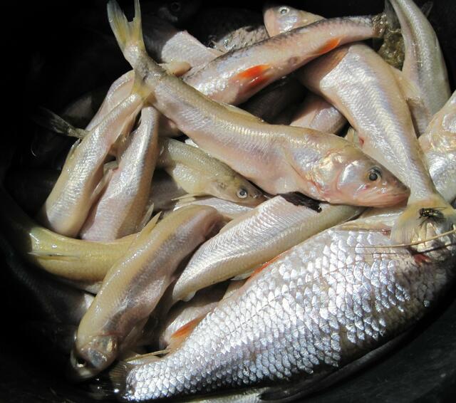 Noch reichlich Fische für die - ...