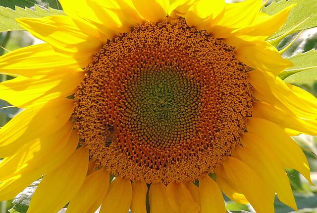 Gast auf einer Sonnenblume