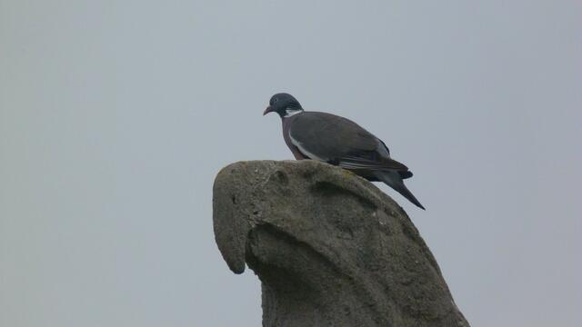 Auch ein Adler hat es schwer! :-)