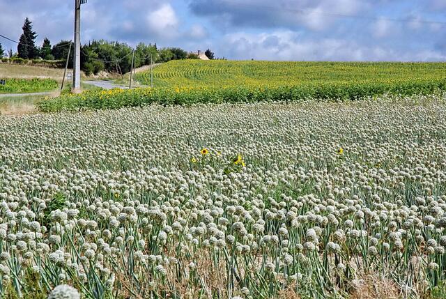 In diesem Sommer wachsen Zwiebeln; doch einige Sonnenblumen behaupten ihren Platz ...