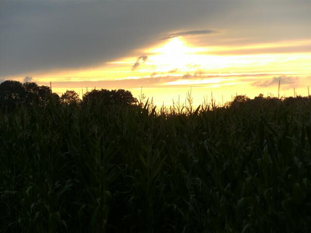 Sonnenuntergang am Fischteich