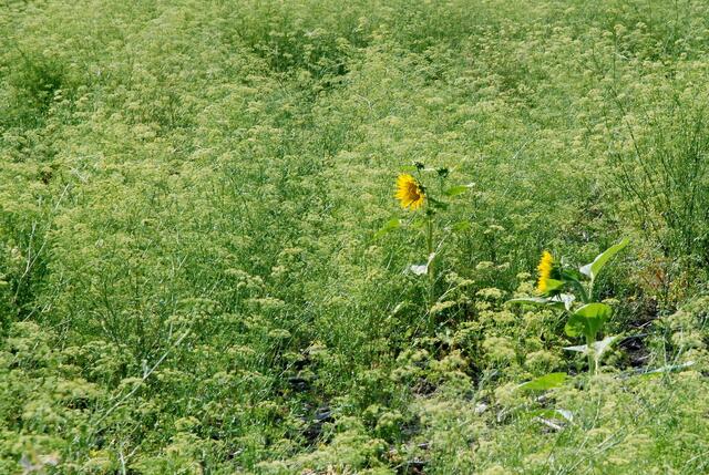 Die Fruchtfolge macht es, dass auf einigen Ackerflächen immer mal wieder einzelne Sonnenblumen stehen ...