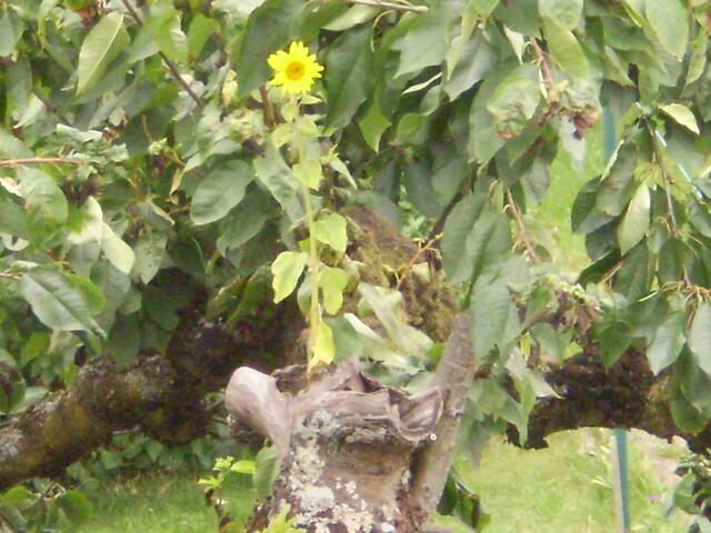 Sonneblume auf dem Kirschbaum.