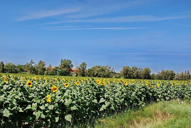 Weit erstrecken sich die Sonnenblumenfelder durch den Süden Frankreichs ...