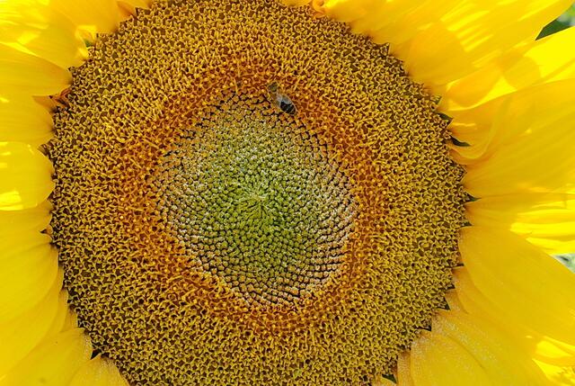 Noch eine Sonnenblume mit Gast ...