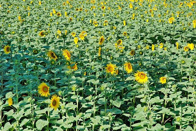 Während einige Felder schon in voller Blüte stehen, gibt es auch noch solche zu sehen, auf denen die Sonnenblumen noch nicht erblüht sind ...