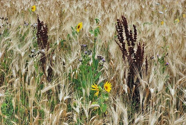 Fruchtfolge: im letzten Jahr standen hier sicher Sonnenblumen