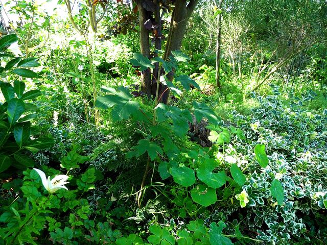 Ist das ein Ahorn in der Mitte? Wild aufgegangen :-) Zwielicht im Garten nach dem Regen ...