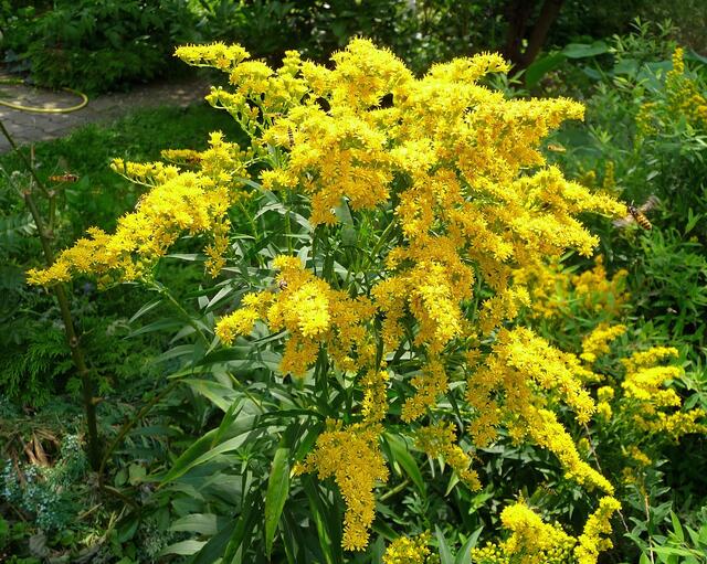 Ein Einwanderer aus Nordamerika: Er erfreut sich in der Insektenwelt zur Blüte großer Beliebtheit ...