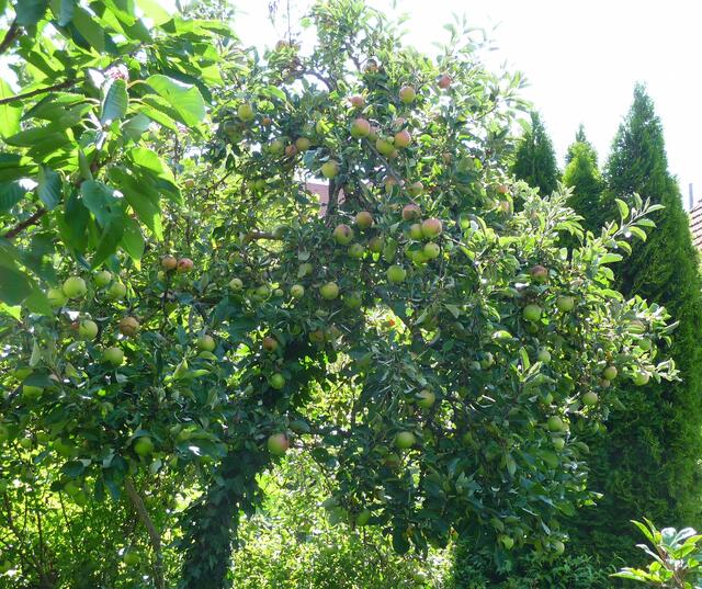 Wer hätte gedacht, dass dieser bekannte Baum mit den Rosengehölzen verwandt ist? :-)
