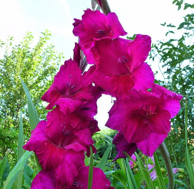 Kinderleicht zu raten - diese Blume oder? :-)