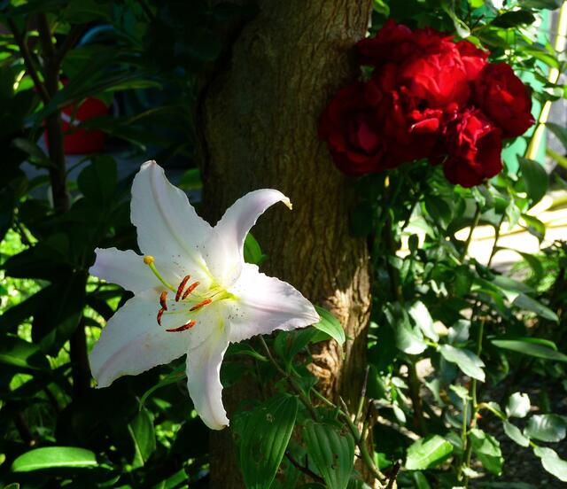 Die Blumen kennt Ihr wohl? Aber zu welchem Baum mag der Stamm gehören? Nicht ganz einfach ... :-)
