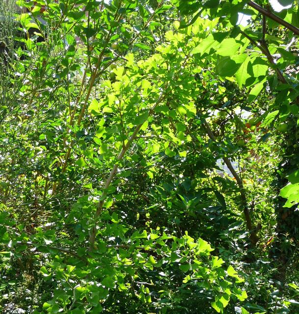 Und da noch eine ganz besondere Freude, mitten unter anderen Bäumen und Sträuchern im Garten: Seine Blätter dürften am ehesten auffallen ...