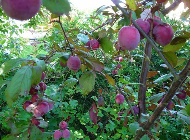 Und welche Früchte prangen da?