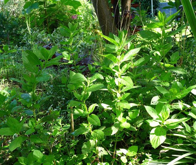 Aromatisch duftet und schmeckt dieses Kraut, das sich in meinem Garten an vielen Stellen wohlfühlt ..