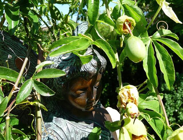 Viele schätzen diese Blume nicht wegen der Früchte ...
