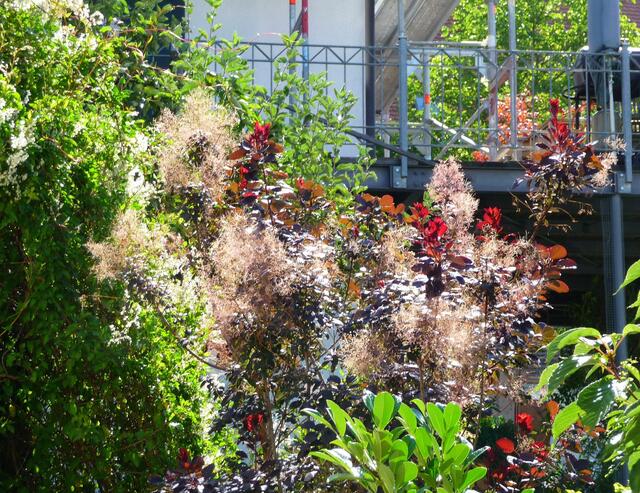 Welche Gartenfee hat hier gewoben? :-)