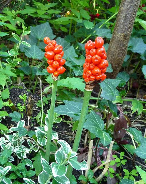 Seltsame Frucht :-) Ganz still gereift, erst jetzt entdeckt ... wie mag sie heißen?