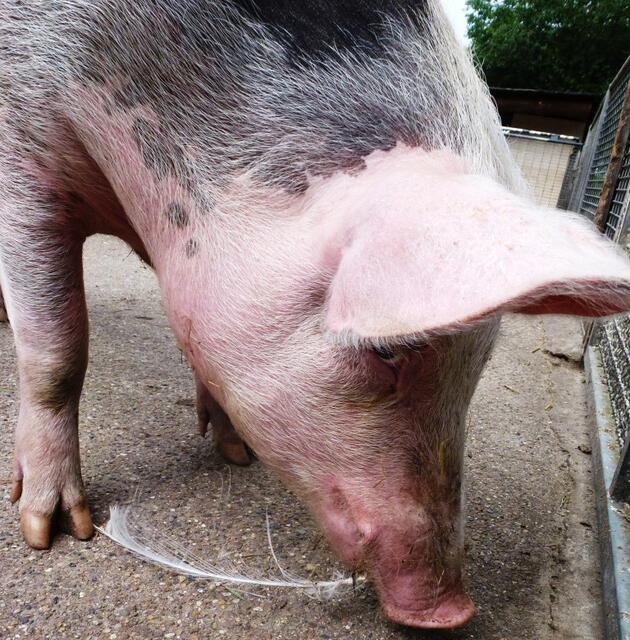 ... und die hat nun das Schwein entdeckt!