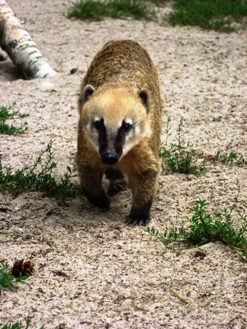 Nasenbär - ganz nah!