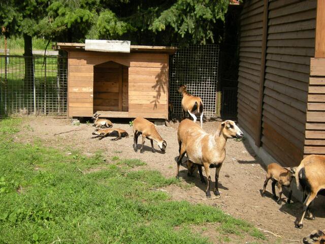 Vor der Ziegenhütte der gestohlenden Lucy, verstecken sich die anderen Lämmer.