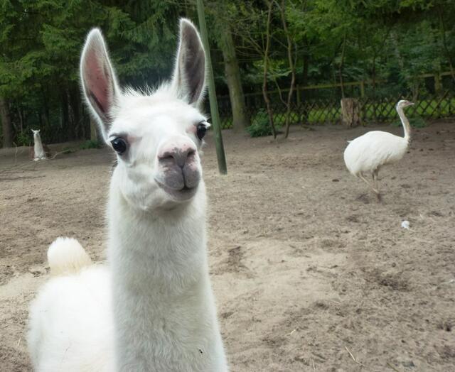 Ganz schön neugierig - das Lama