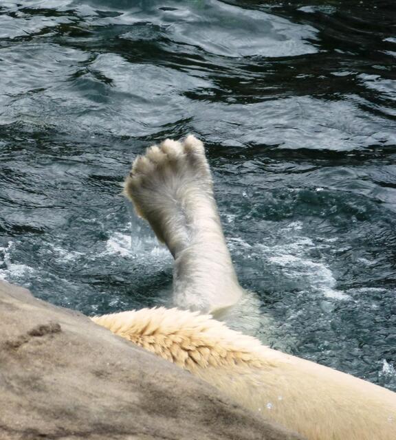 Eis(bär)bein...