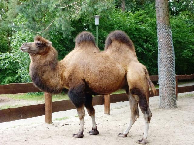 Ganz schön imposant das Kamel