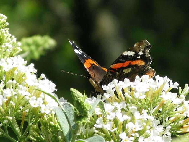 Den Saugrüssel nach vorne gestellt, um an die leckeren Blüten zu kommen