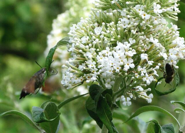 Das schnelle Taubenschwänzchen am Sommerflieder