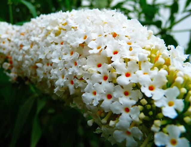 Der Tisch ist reich gedeckt ... Hier bei einem beliebten Sommer-Flieder.