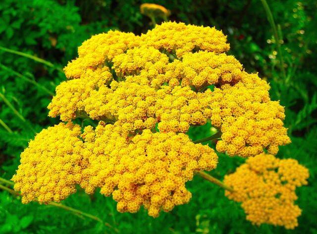 Gelb? Sonst blüht diese Blume schön weiß auf den Wiesen ...