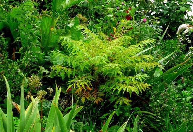 Auch dieser Baum, hier noch ganz jung, kommt aus Nordamerika ursprünglich, und ich kenne ihn aus meiner Kindheit, da ich abenteuerliche Fantasien mit diesem exotisch anmutenden Baum assoziiere ... :-)
