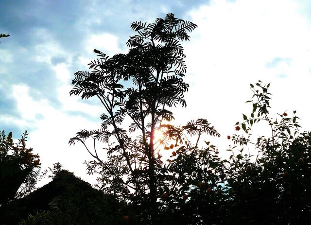 Als Kind dachte ich, die Beeren dieses Baumes wären giftig: Da müsste man allerdings Zentner davon essen ... Aber besser schmecken sie gekocht und als Marmelade ...