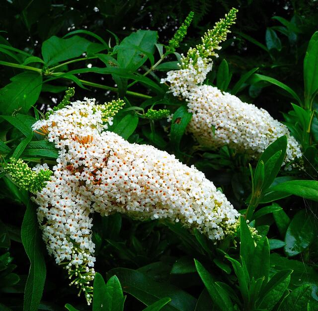 Schwer hängen die Blütendolden herunter - bis zum Rhododendron ... :-)