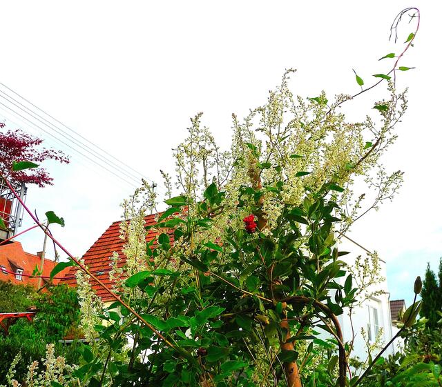 Oioioi :-) Klettern kann er, bis zu 7m, wenn man den Botanikern trauen darf, und im Englischen heißt er Honey Suckle ... :-) Und wirklich die Insekten naschen gern an seinen vielen Blüten ...