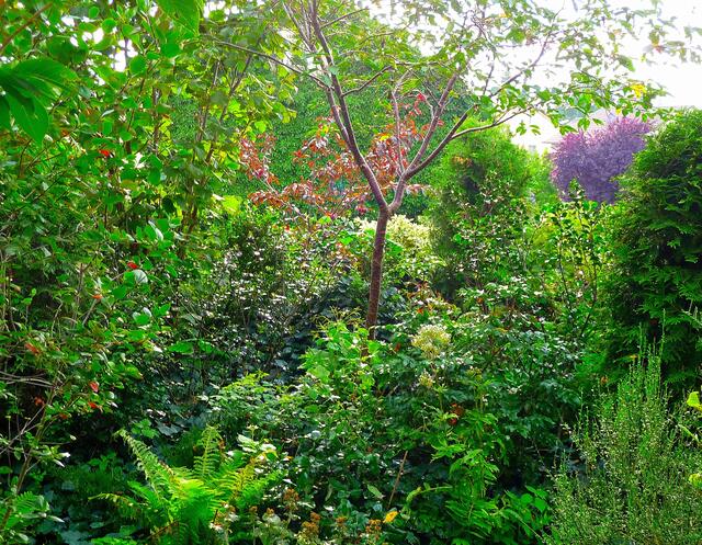 Die Abendsonne scheint von Westen tief herein in diese vielgestaltige Pflanzengruppe ...