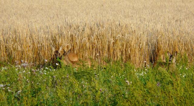 Ricke mit Zwillingskitzen.