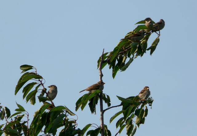 Eine Kurze Rast. Wie viele Vögel haben sich auf dem kleinen Baum am Feldrand niedergelassen?