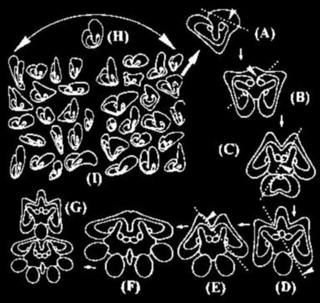 BIFURKATIONEN - Entstehung des Gemäldes: Die 7 Zeichnungen (A-G) zeigen in der unten dargestellten Skizzenbild-Zeichnung bei (A) die „Urform" (Ausgangsgestalt, Basalform, Urpunktmenge, aus der die anderen biomorphen Konfigurationen (Brücken-Gestalten).