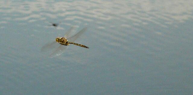 Smaragdlibelle im Patroullienflug an der Uferrandzone.