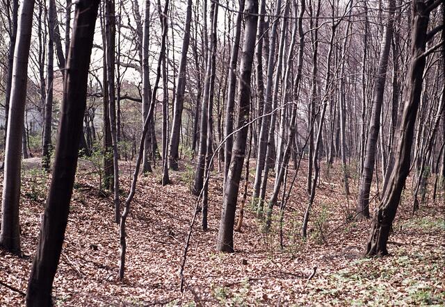 Wall und Graben in der Eilenriede bei Waldhausen.