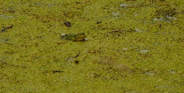 SUCHBILD - Plöpp! ER sprang und landete auf dem Wasserlinsenteppich.
