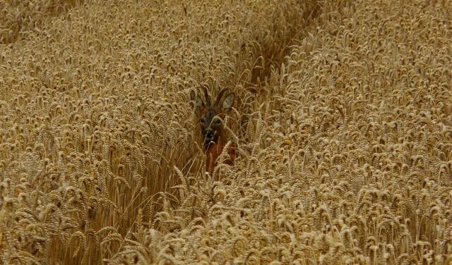 ....Der junge Rehbock fühlt sich hier sicher! Auf dem Feld nebenan wird geerntet.