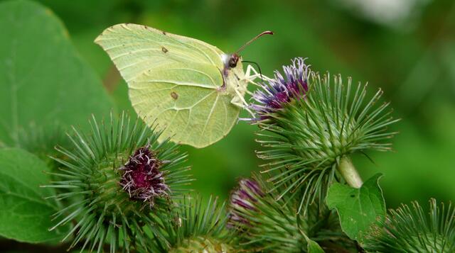 Ein "SCHMETTERLINGSMAGNET" im August - Die Klette...